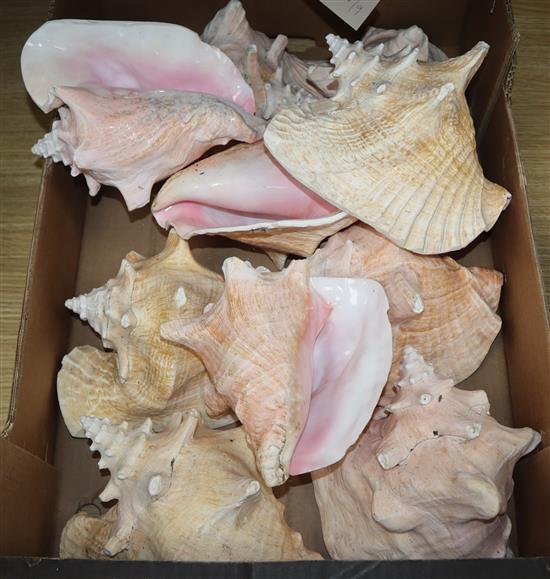 A quantity of seashells